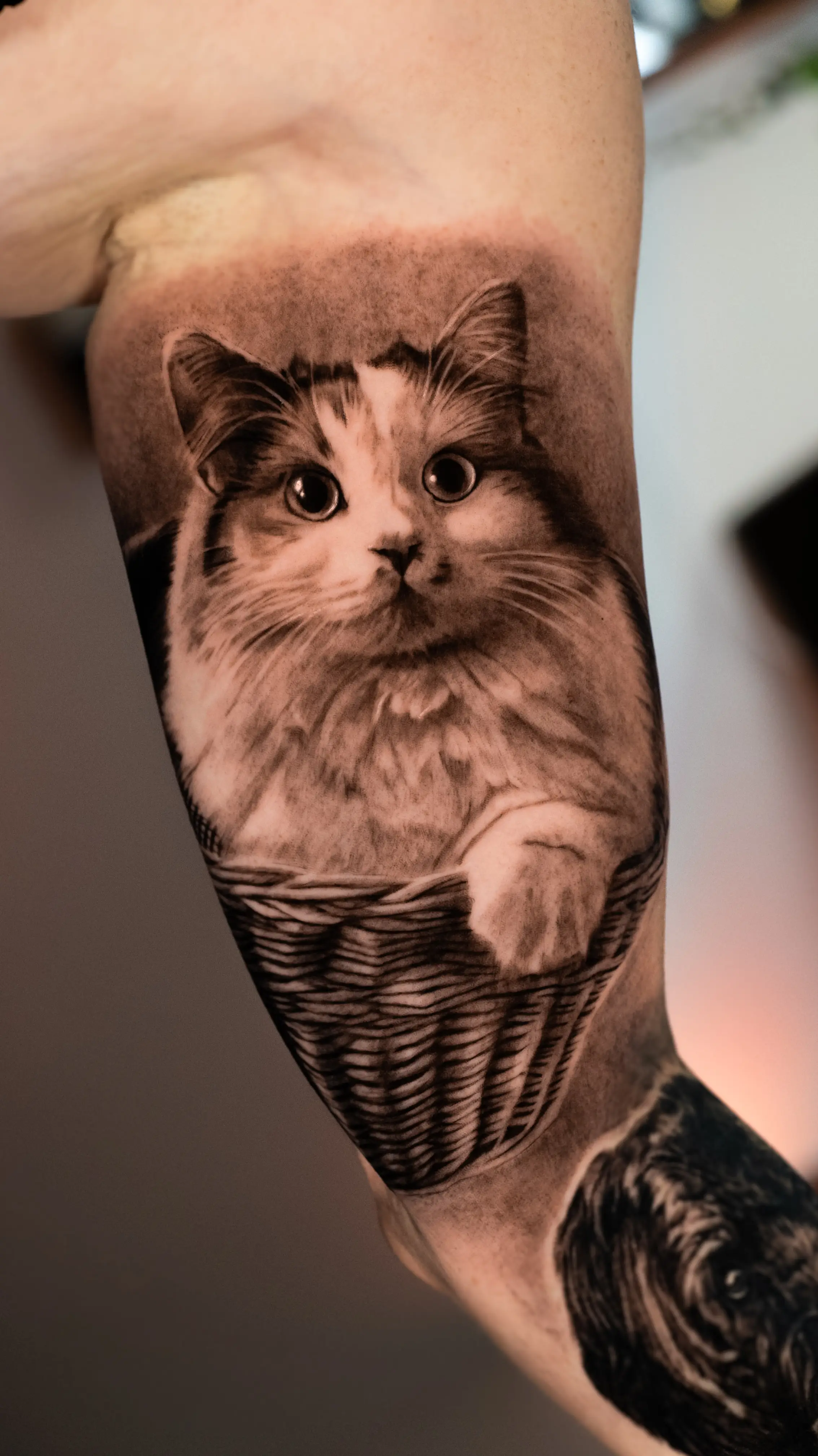Katzen portrait tattoo black and grey